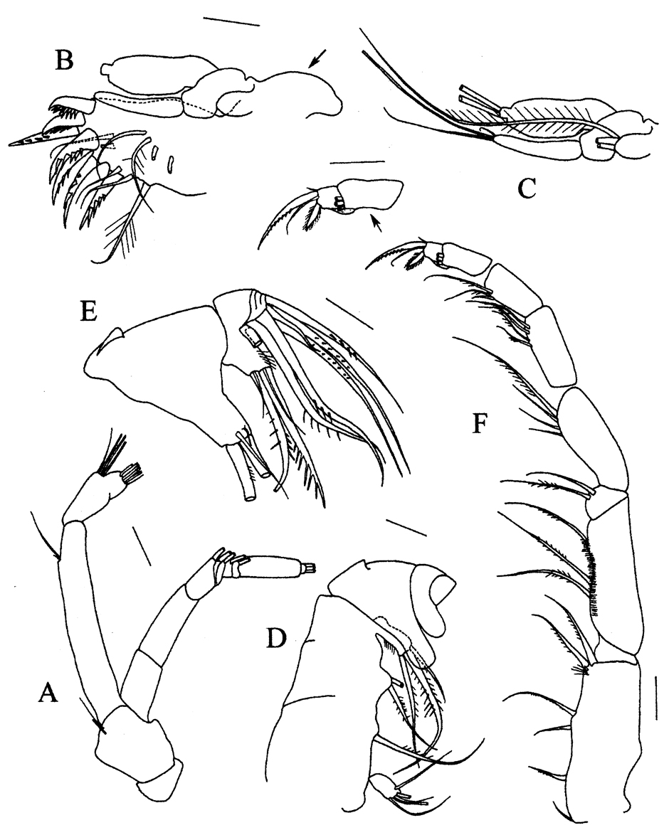 Espèce Lamiantennula longifurca - Planche 3 de figures morphologiques