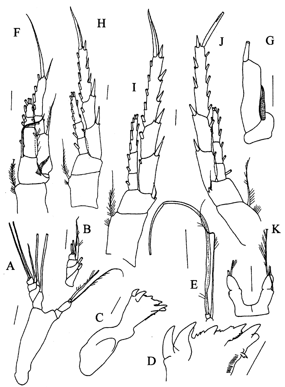 Espèce Lamiantennula longifurca - Planche 4 de figures morphologiques