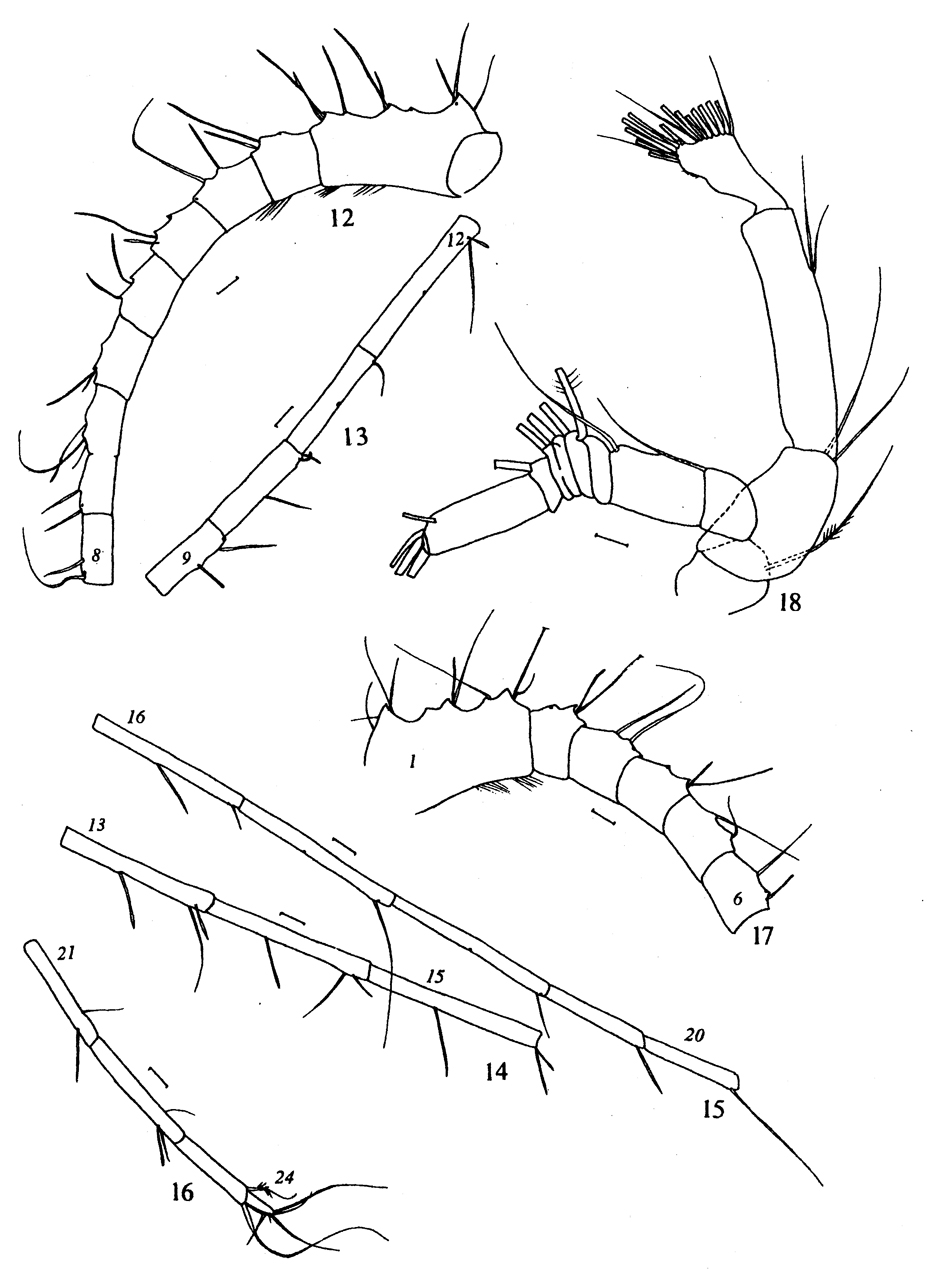 Species Metridia ferrarii - Plate 6 of morphological figures