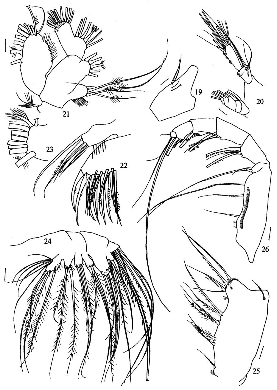 Species Metridia ferrarii - Plate 7 of morphological figures
