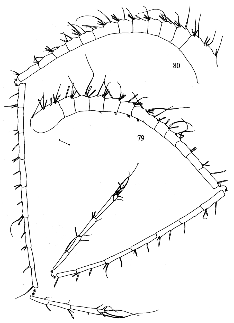 Espce Metridia pseudoasymmetrica - Planche 5 de figures morphologiques