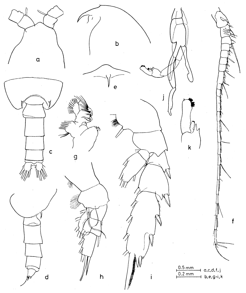 Espce Pseudochirella obtusa - Planche 14 de figures morphologiques