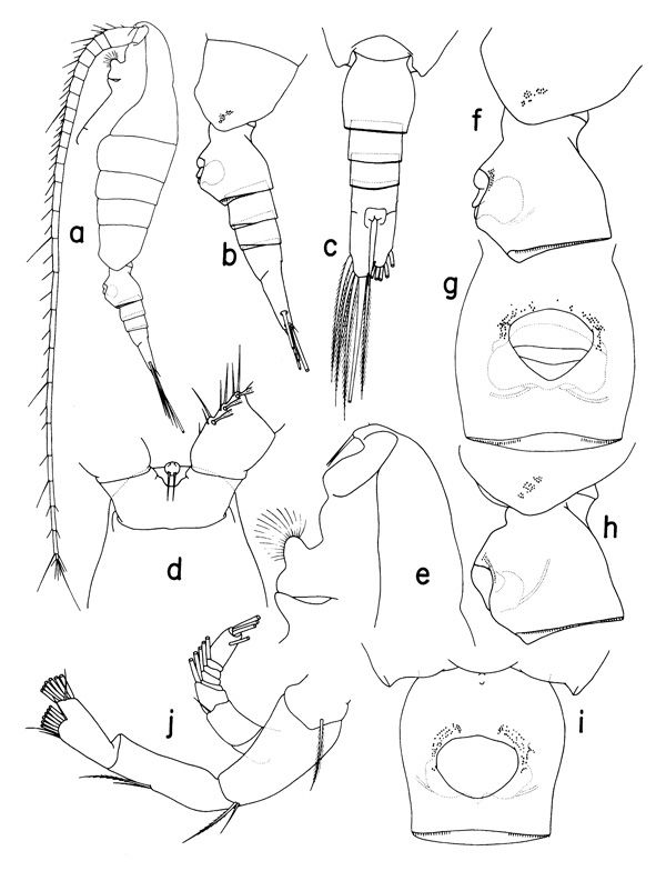 Species Mesorhabdus angustus - Plate 1 of morphological figures