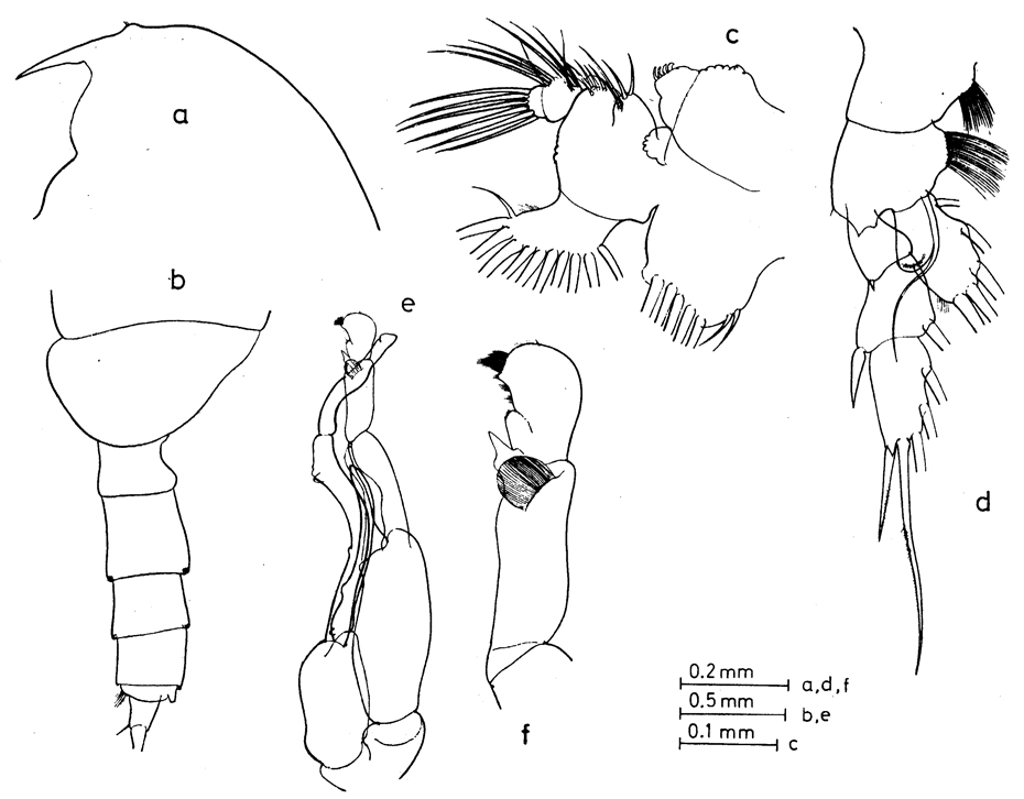 Espce Pseudochirella tanakai - Planche 3 de figures morphologiques