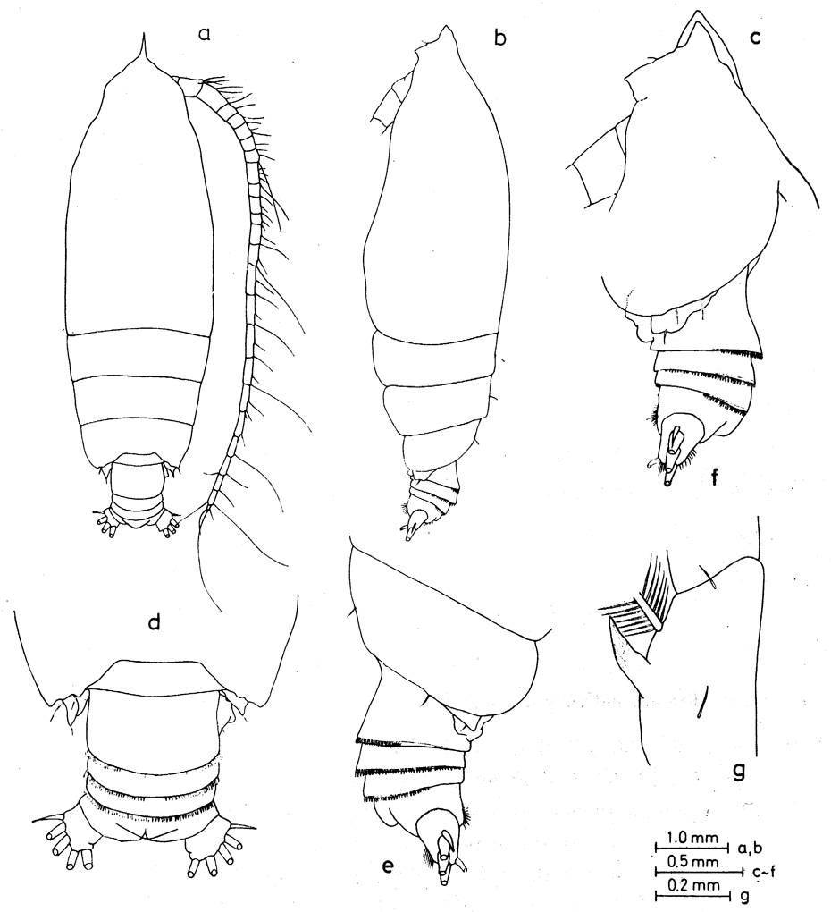 Species Euchirella maxima - Plate 18 of morphological figures