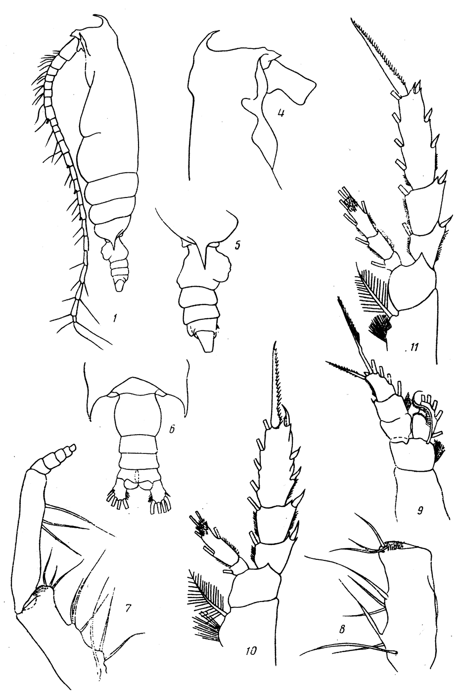 Espce Gaetanus paracurvicornis - Planche 3 de figures morphologiques