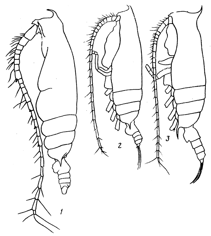 Species Gaetanus paracurvicornis - Plate 4 of morphological figures