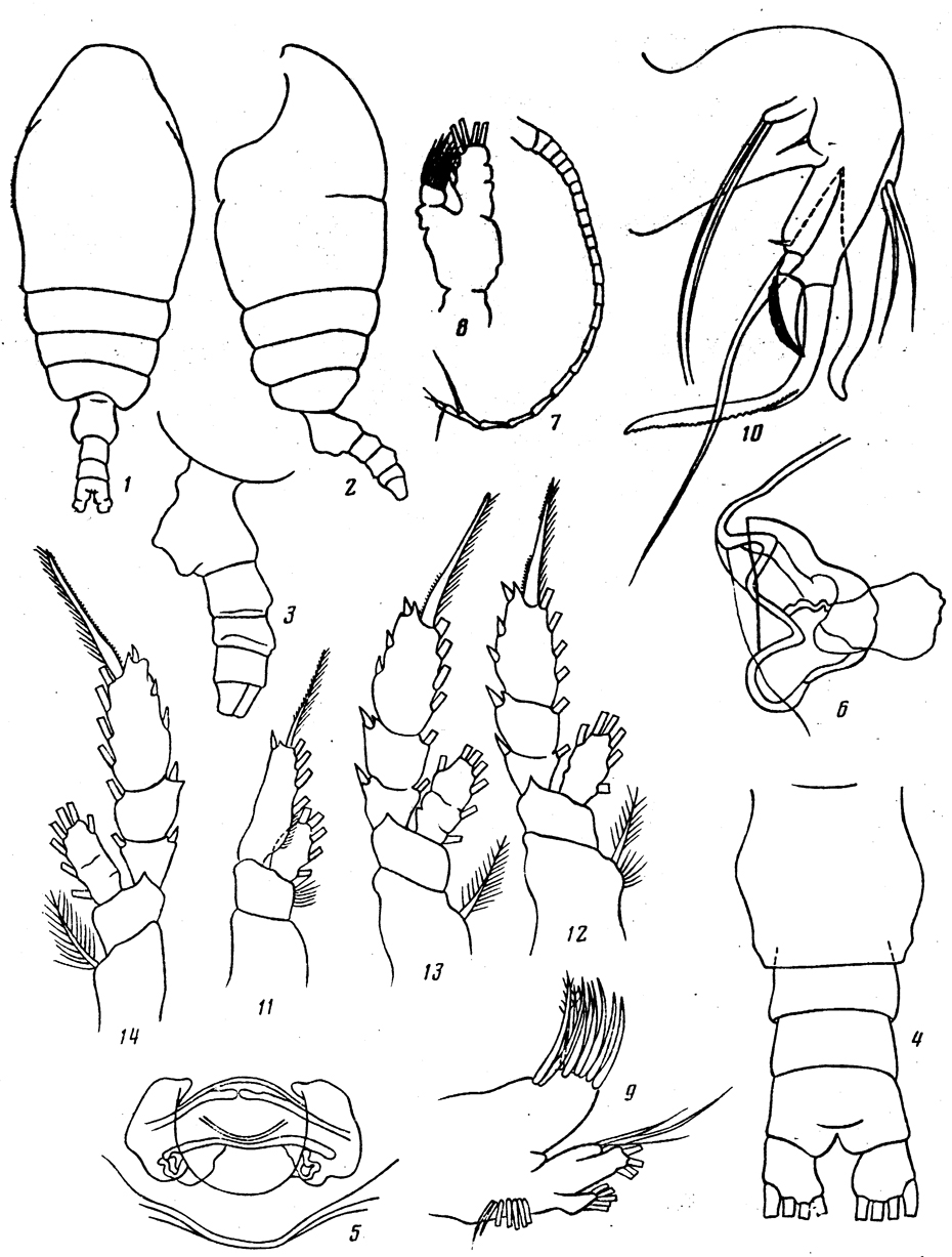 Espce Chiridiella sarsi - Planche 2 de figures morphologiques
