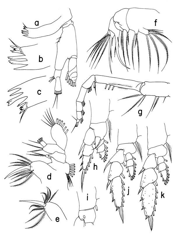 Species Mesorhabdus angustus - Plate 2 of morphological figures
