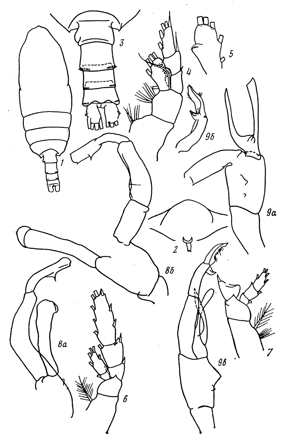 Species Batheuchaeta anomala - Plate 2 of morphological figures