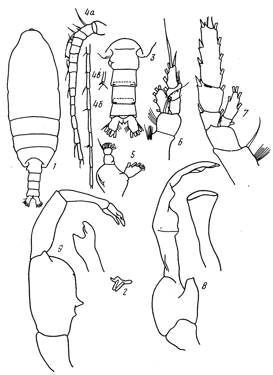 Species Batheuchaeta peculiaris - Plate 2 of morphological figures