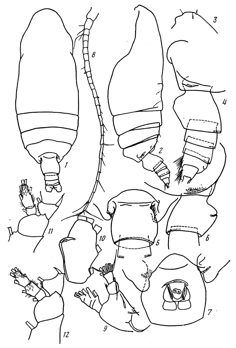 Species Batheuchaeta antarctica - Plate 2 of morphological figures