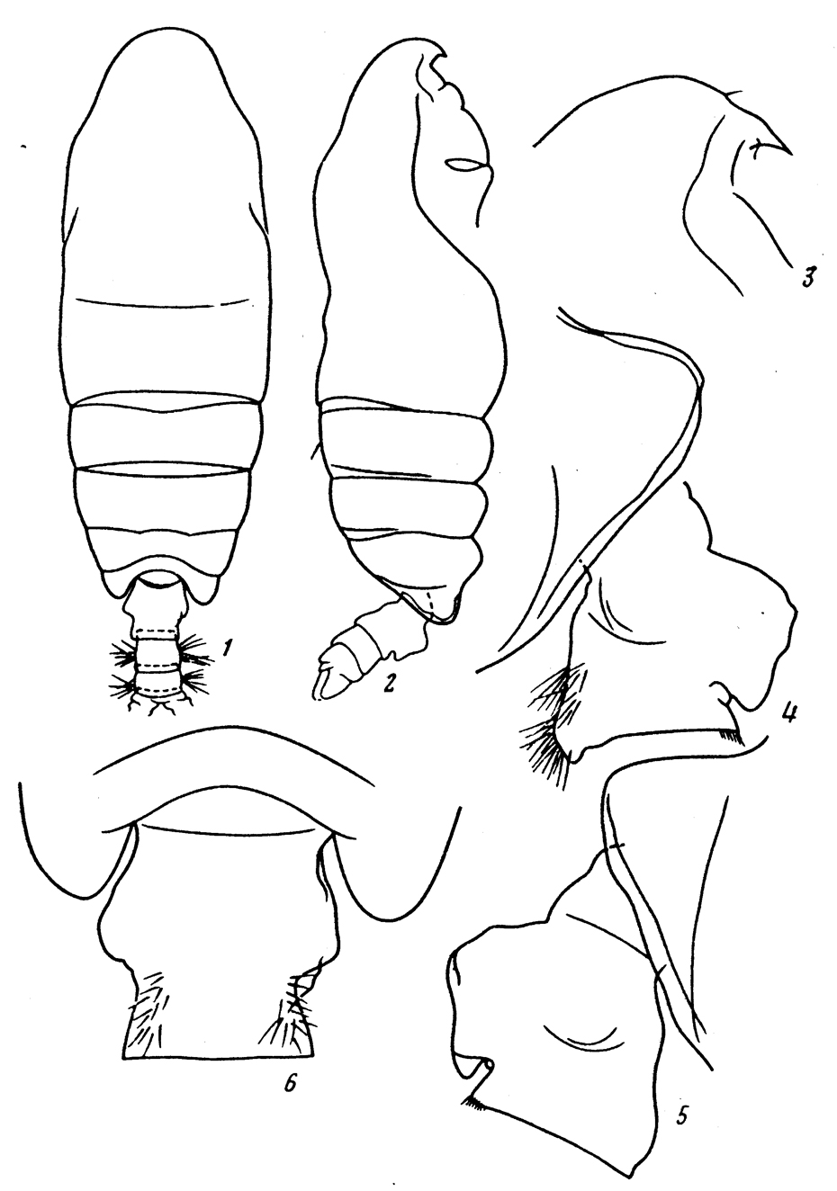 Espce Pseudochirella bowmani - Planche 2 de figures morphologiques