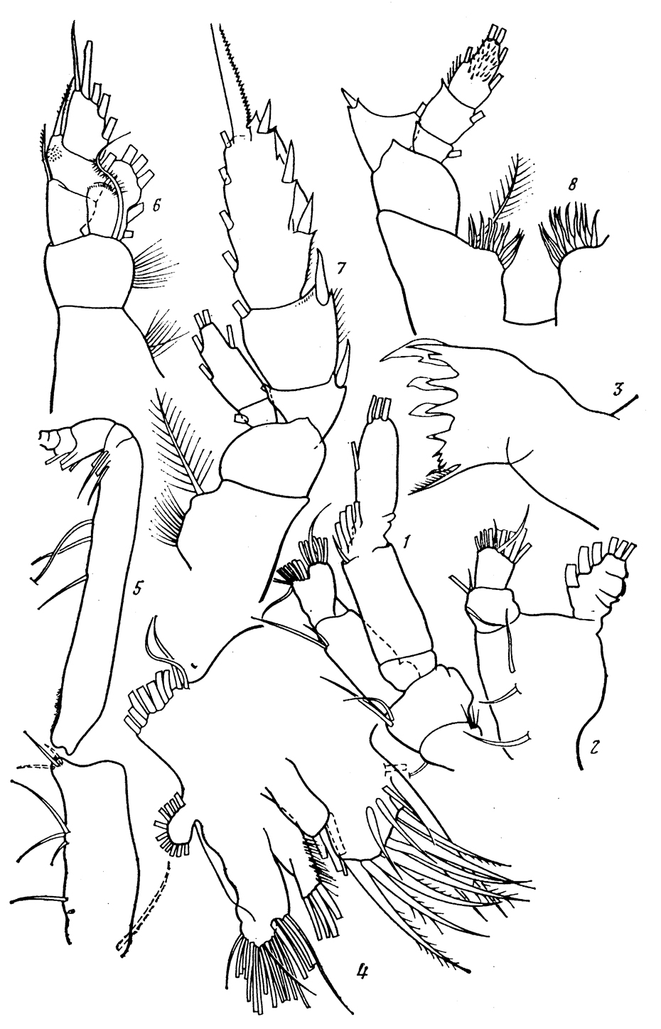 Espce Pseudochirella bowmani - Planche 3 de figures morphologiques