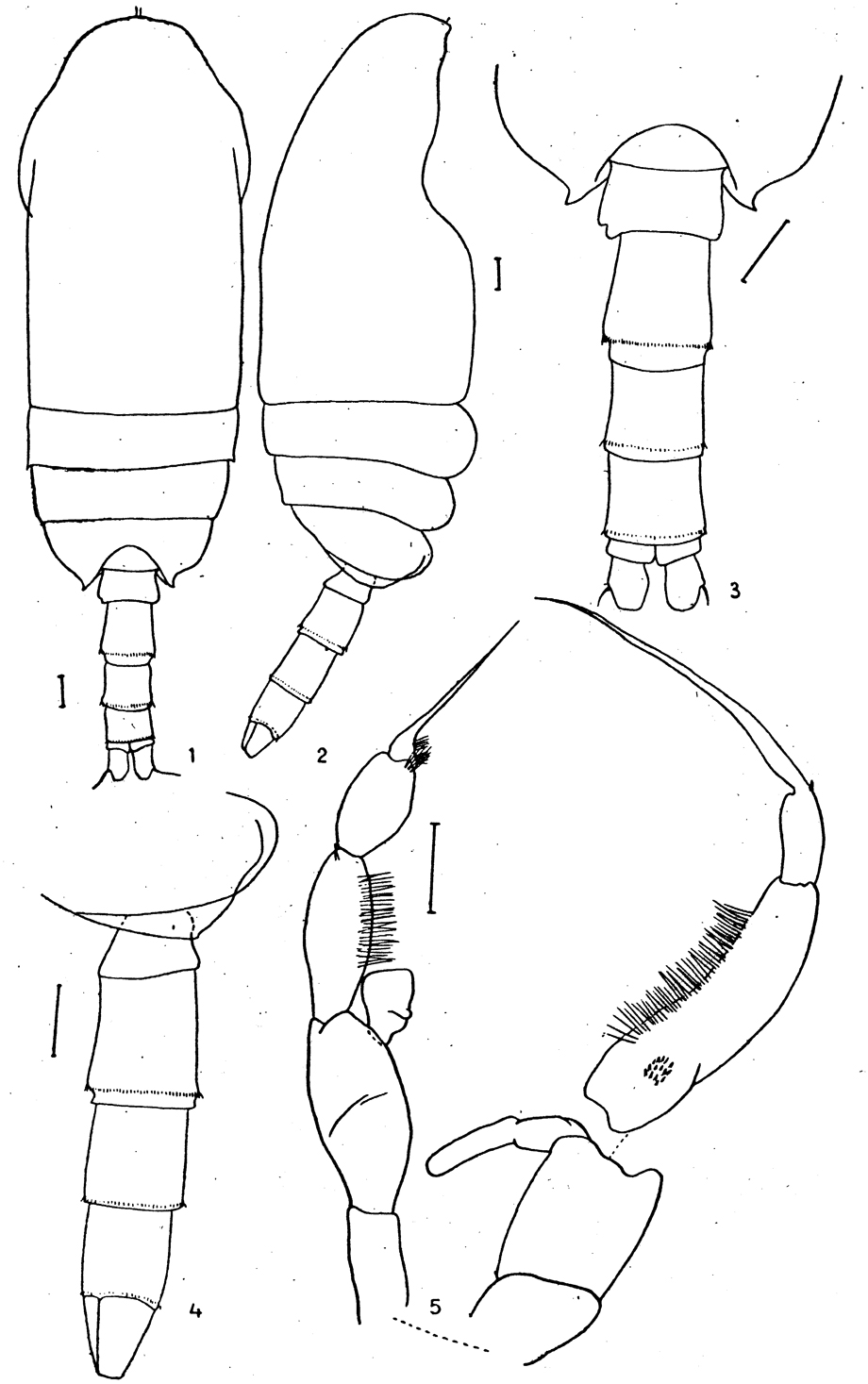 Espce Jaschnovia tolli - Planche 5 de figures morphologiques