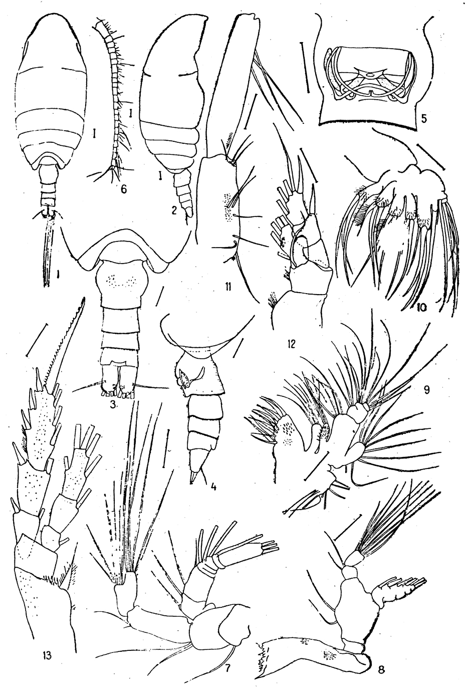 Espce Jaschnovia brevis - Planche 4 de figures morphologiques