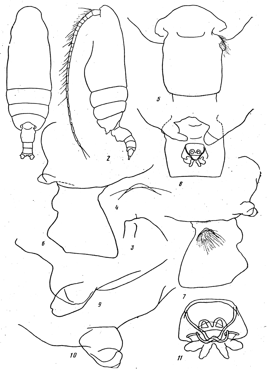 Espce Batheuchaeta gurjanovae - Planche 5 de figures morphologiques