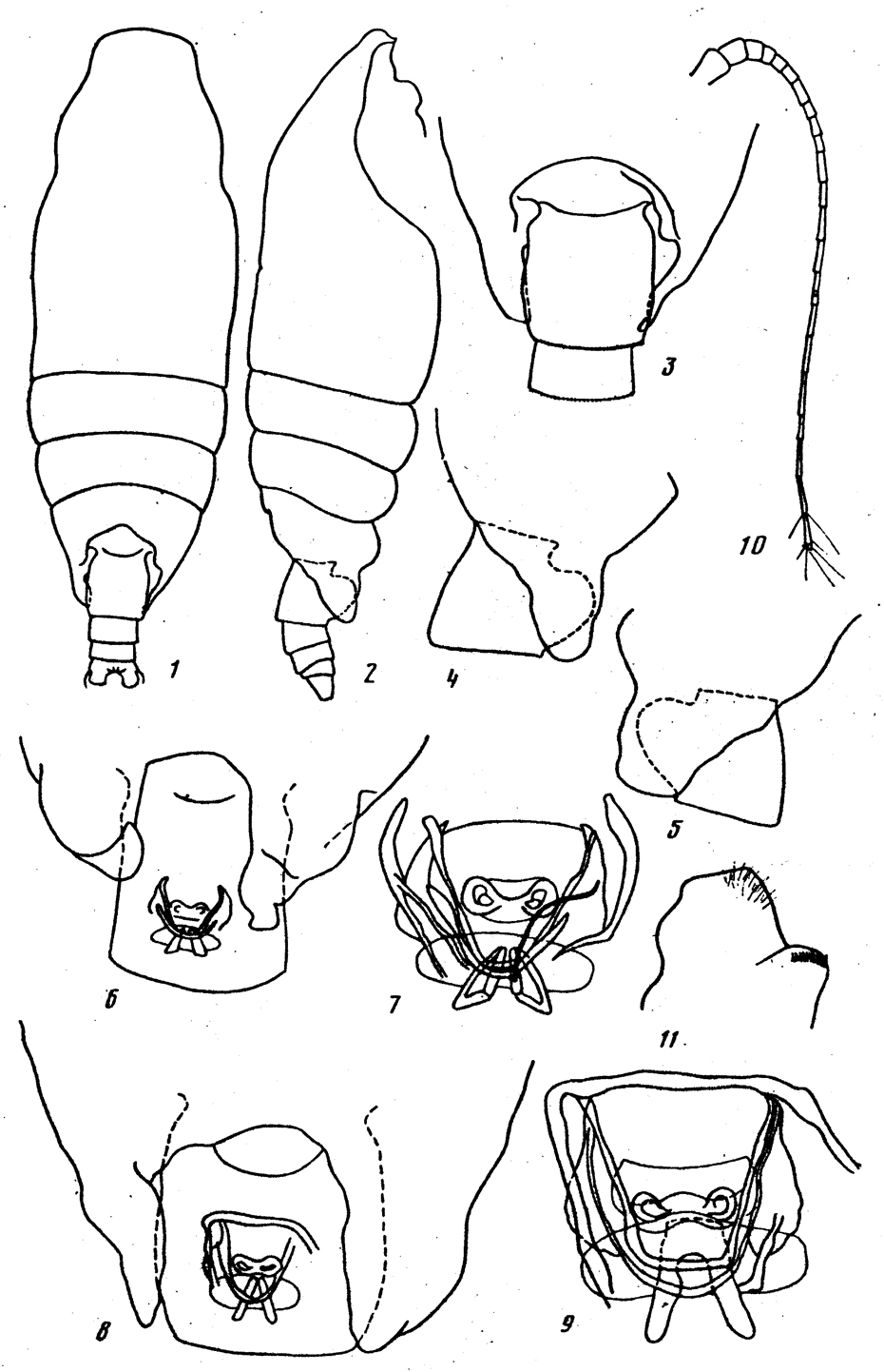 Species Batheuchaeta lamellata - Plate 8 of morphological figures