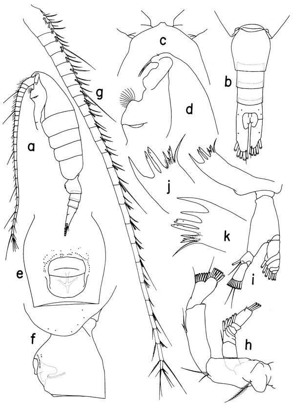 Espce Mesorhabdus brevicaudatus - Planche 1 de figures morphologiques