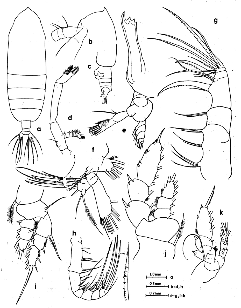 Espèce Haloptilus validus - Planche 3 de figures morphologiques