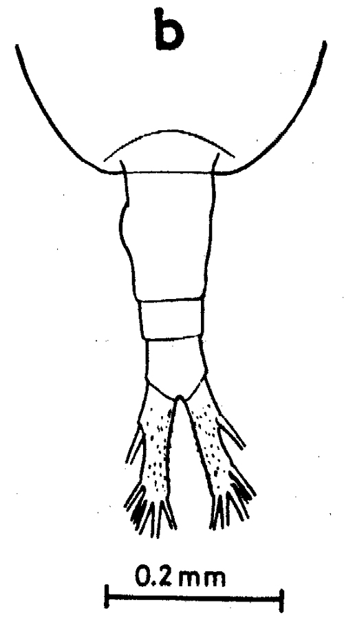 Species Augaptilus longicaudatus - Plate 8 of morphological figures