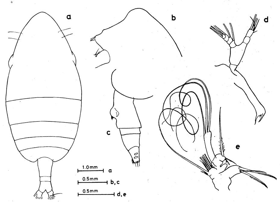 Species Centraugaptilus cucullatus - Plate 3 of morphological figures