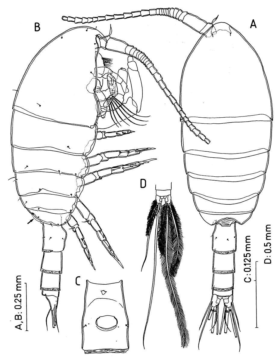 Espèce Bunderia misophaga - Planche 1 de figures morphologiques