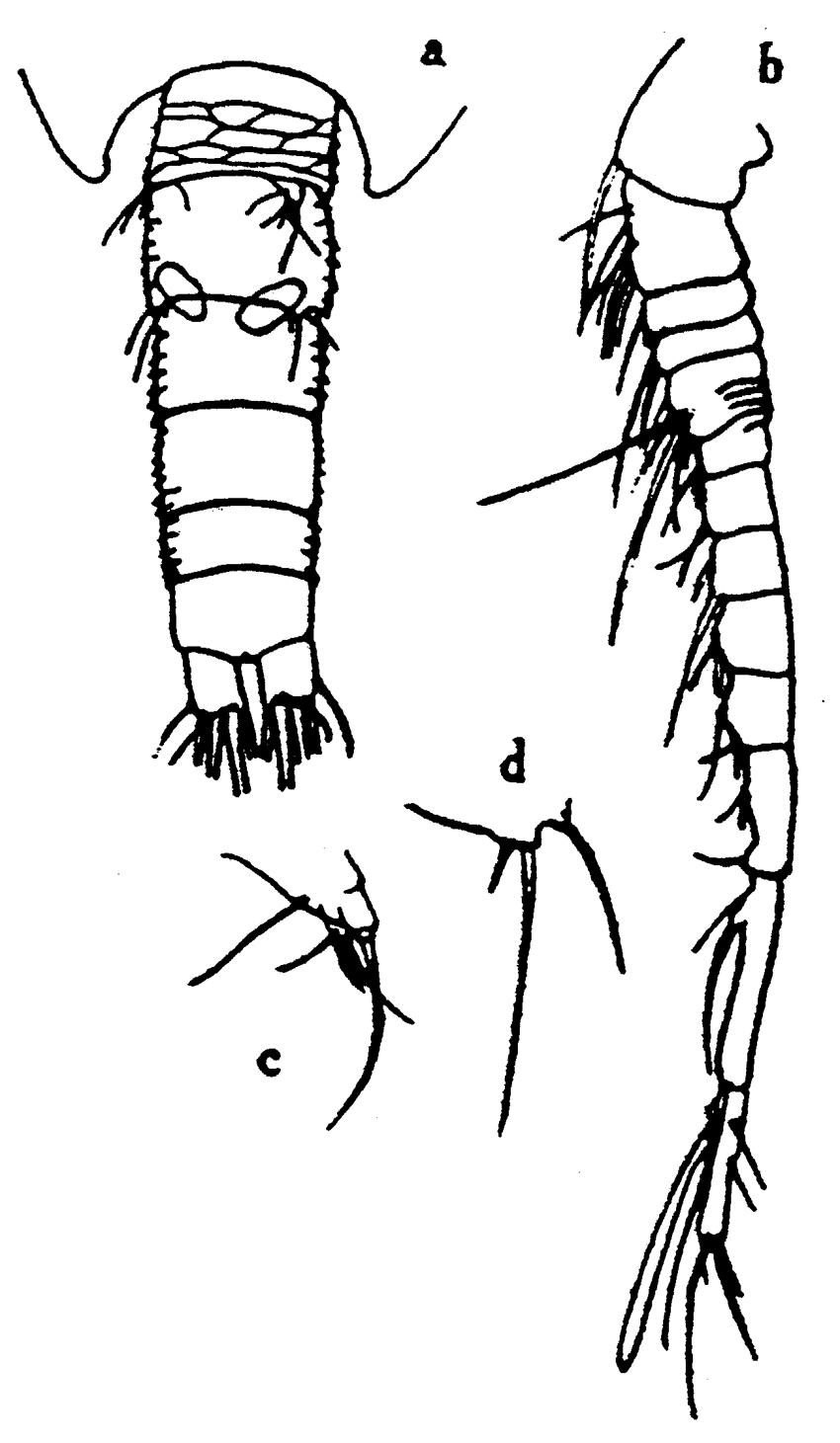 Species Benthomisophria palliata - Plate 14 of morphological figures