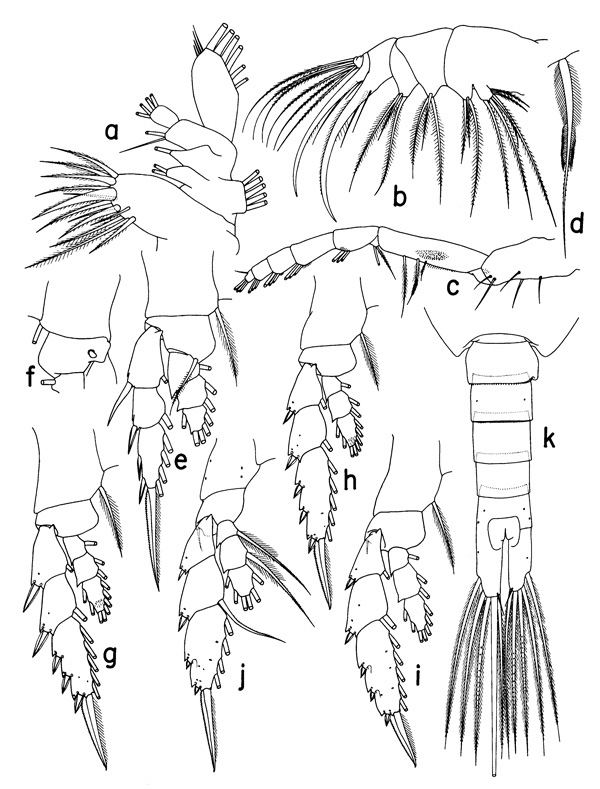 Espce Mesorhabdus brevicaudatus - Planche 2 de figures morphologiques