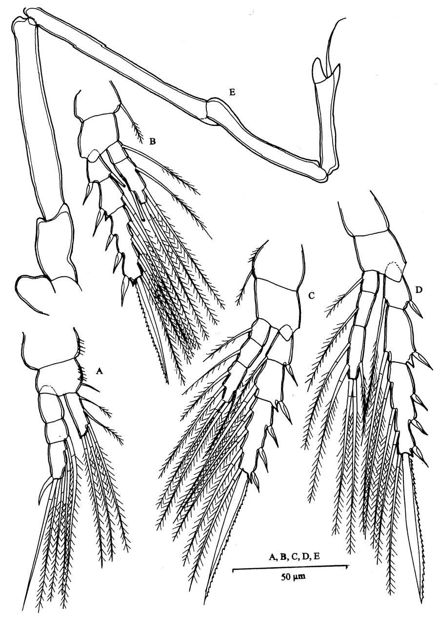 Espce Mesaiokeras hurei - Planche 6 de figures morphologiques