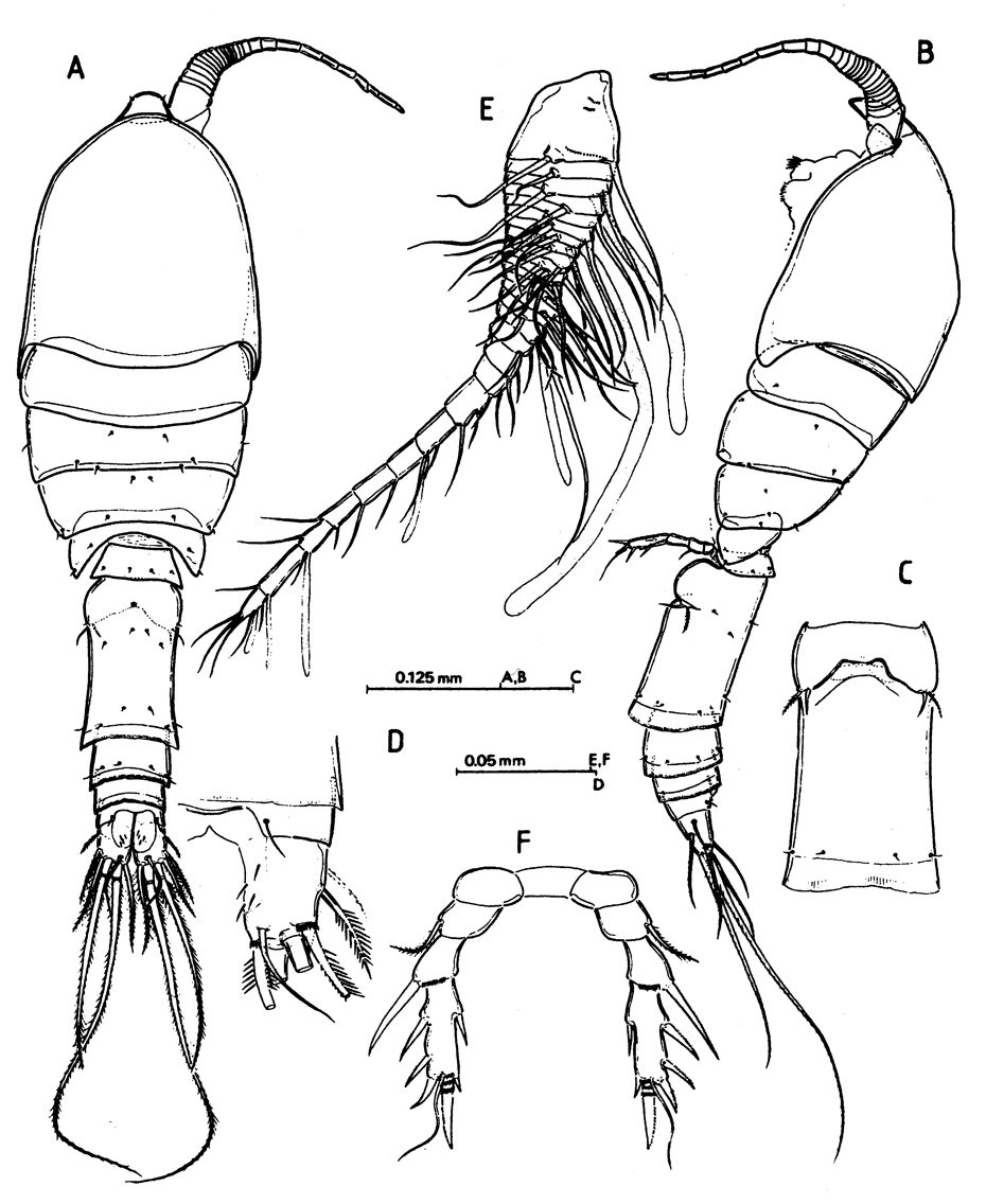 Species Speleophriopsis balearicus - Plate 1 of morphological figures