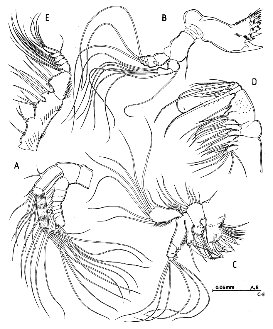 Species Speleophriopsis balearicus - Plate 2 of morphological figures