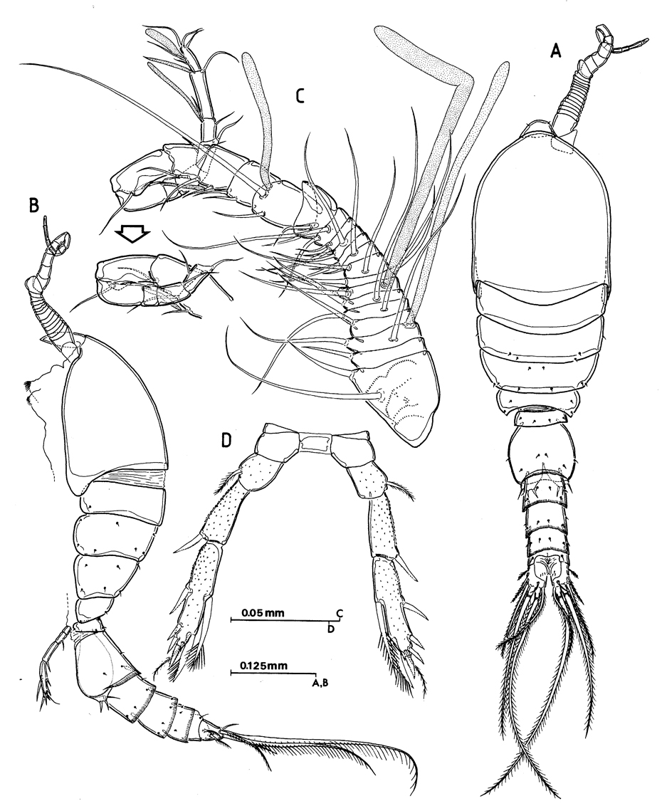 Espèce Speleophriopsis balearicus - Planche 4 de figures morphologiques