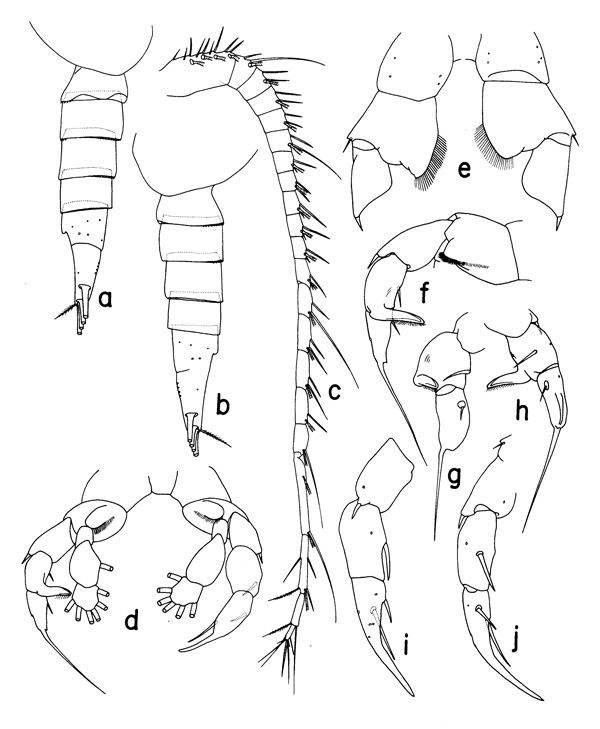 Espce Mesorhabdus brevicaudatus - Planche 3 de figures morphologiques