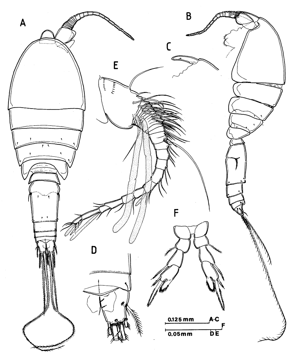 Espce Speleophria gymnesica - Planche 1 de figures morphologiques