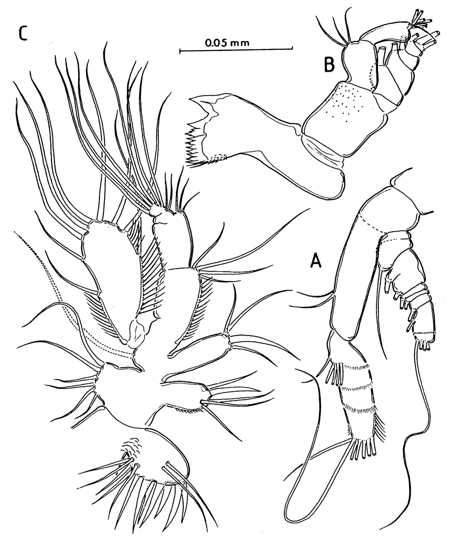 Espce Speleophria gymnesica - Planche 2 de figures morphologiques