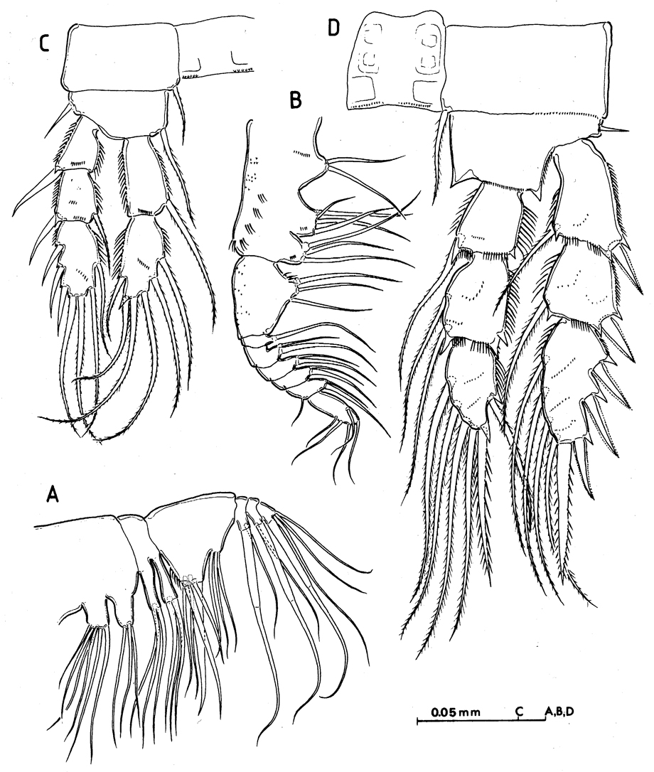 Espce Speleophria gymnesica - Planche 3 de figures morphologiques