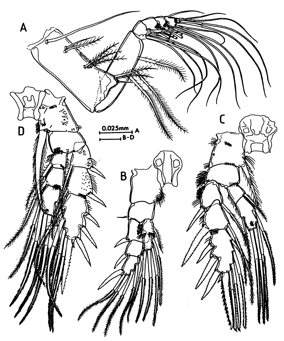 Species Stygocyclopia balearica - Plate 4 of morphological figures