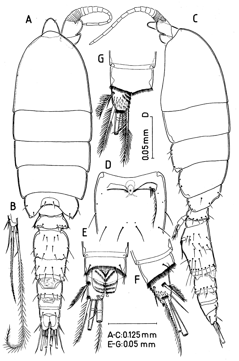 Species Huysia bahamensis - Plate 1 of morphological figures