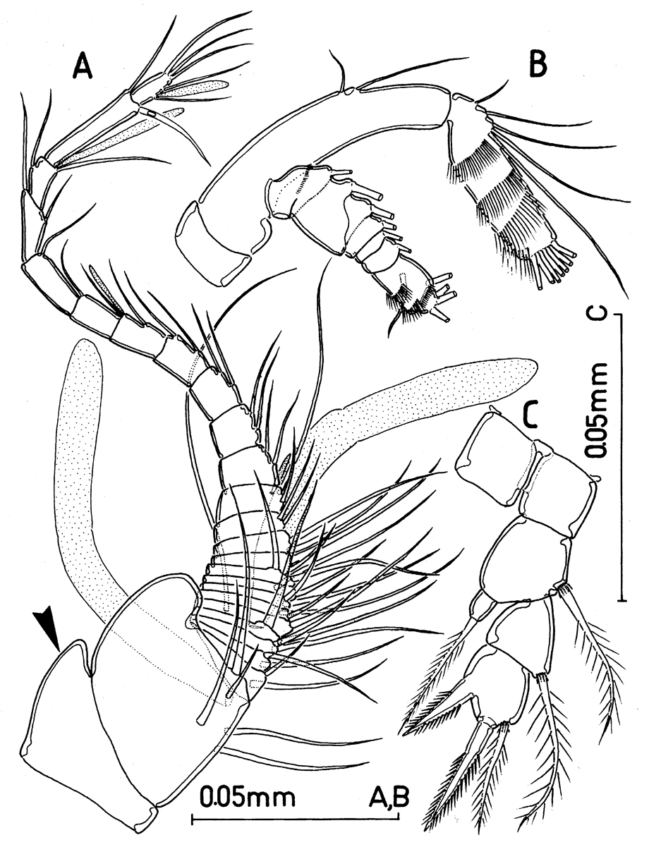 Species Huysia bahamensis - Plate 2 of morphological figures