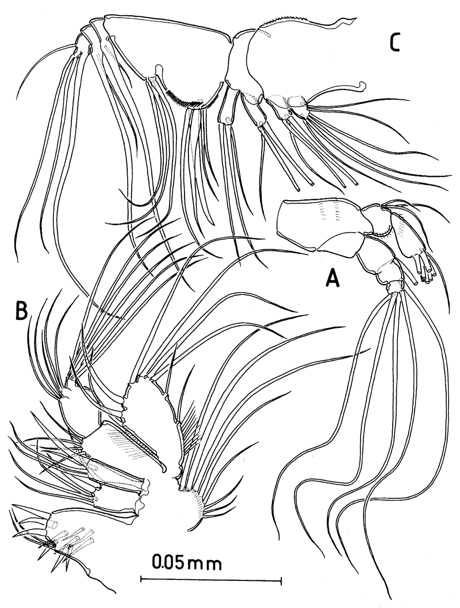Espce Huysia bahamensis - Planche 3 de figures morphologiques