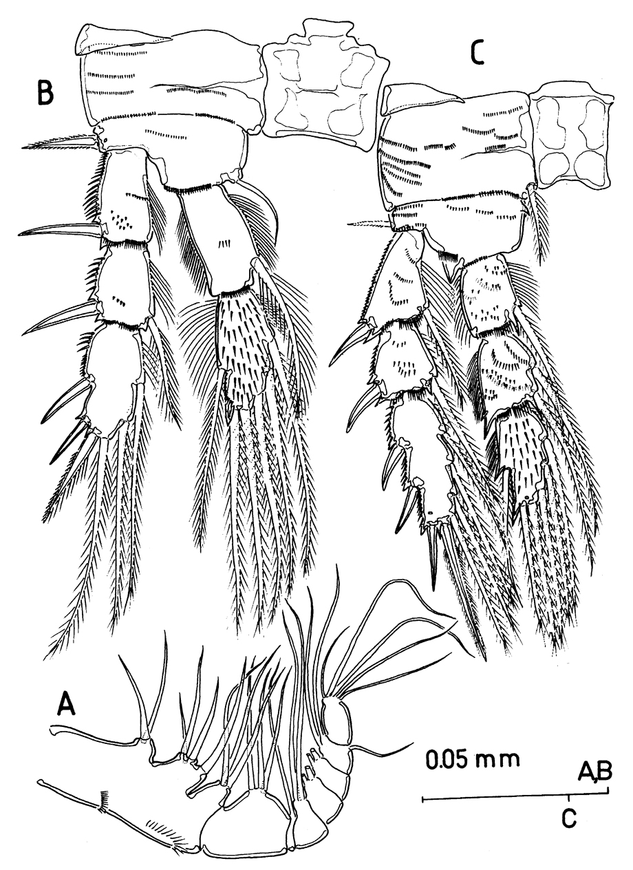 Espce Huysia bahamensis - Planche 4 de figures morphologiques