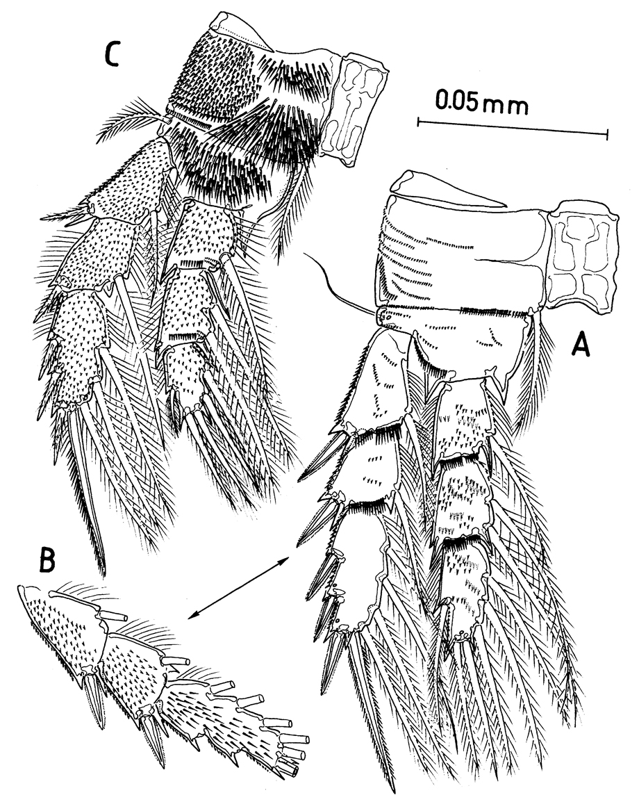 Species Huysia bahamensis - Plate 5 of morphological figures