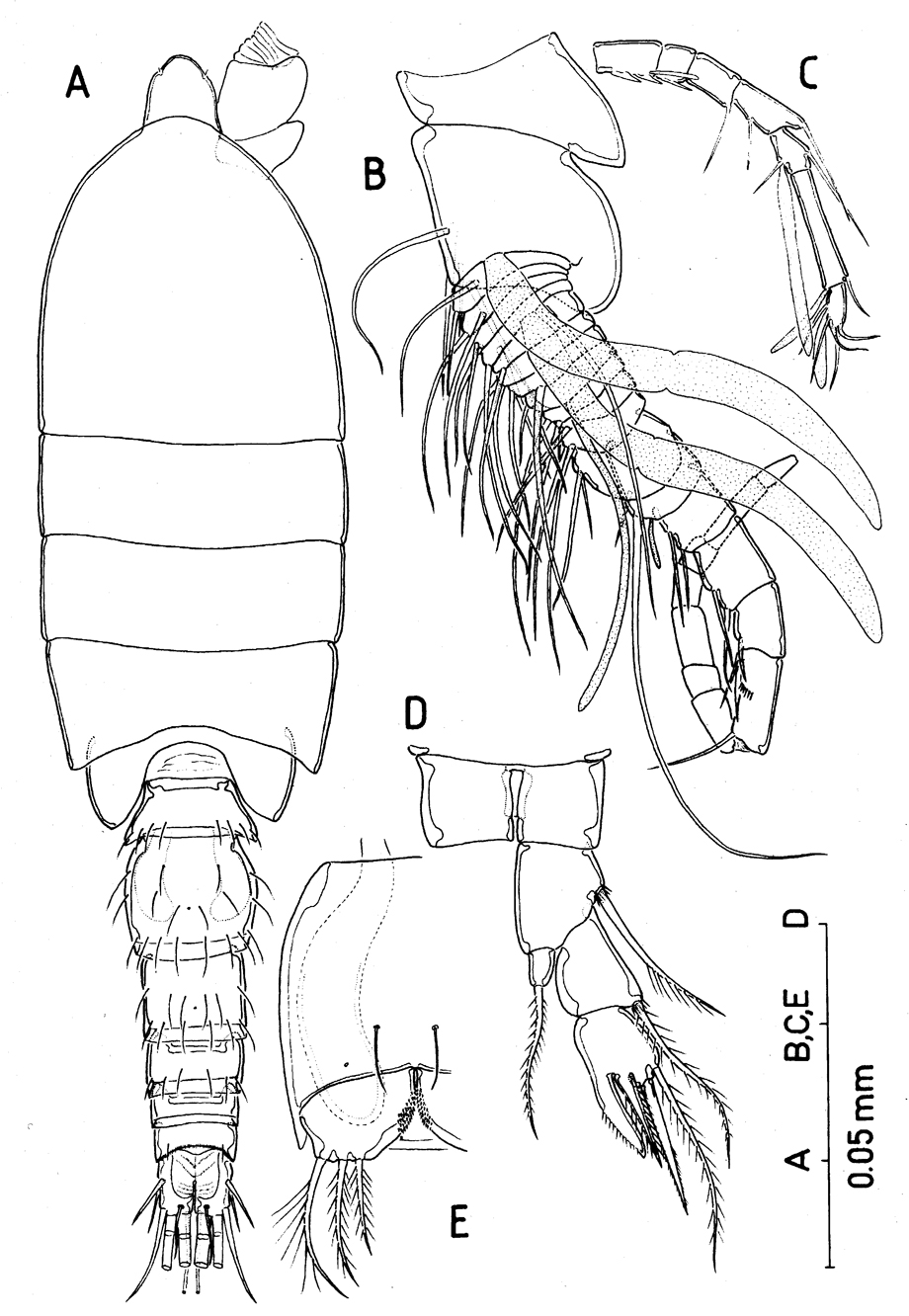 Species Huysia bahamensis - Plate 6 of morphological figures