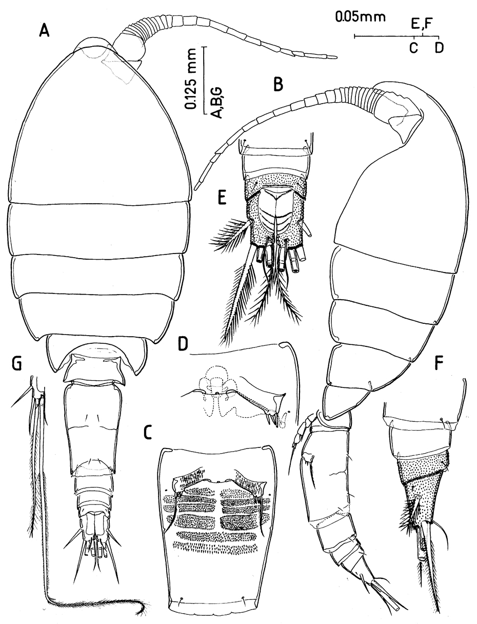 Espce Protospeleophria lucayae - Planche 1 de figures morphologiques