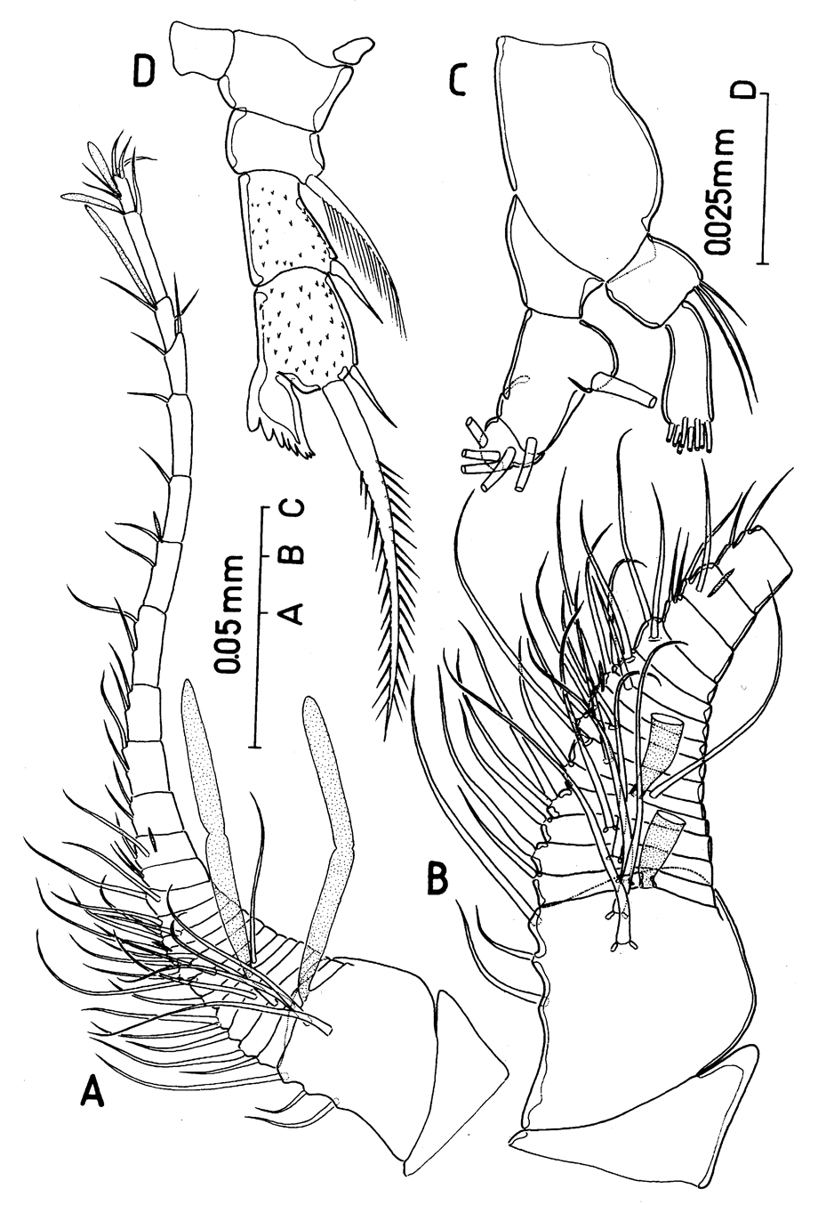 Espce Protospeleophria lucayae - Planche 2 de figures morphologiques