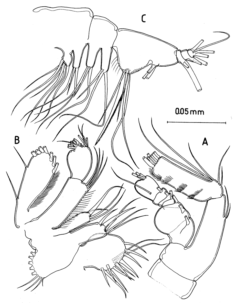 Species Protospeleophria lucayae - Plate 3 of morphological figures