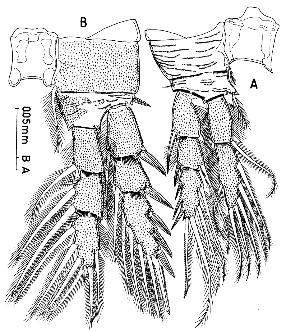 Espce Protospeleophria lucayae - Planche 4 de figures morphologiques