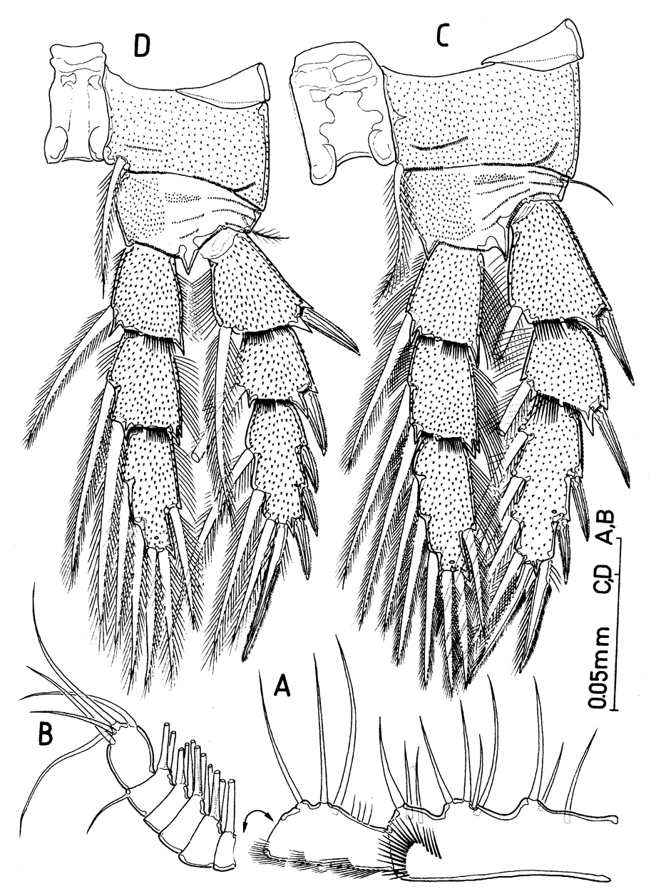 Espce Protospeleophria lucayae - Planche 5 de figures morphologiques