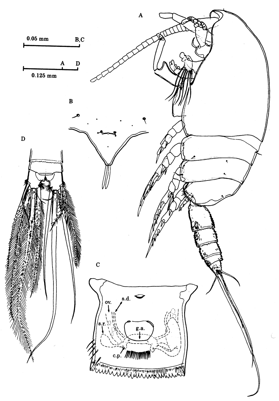 Espèce Stygocyclopia australis - Planche 1 de figures morphologiques